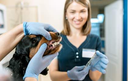 Meu pet precisa ir ao dentista? Saiba como cuidar da saúde bucal do seu bichinho
