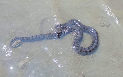 Filhotes de sucuri encontrados na Segunda Lagoa reforçam risco