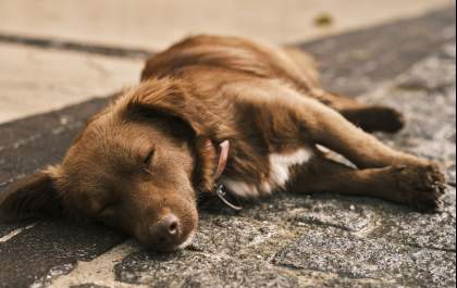 Ações ao ver um cachorro abandonado