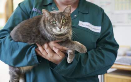 Cuidados para manter os pets saudáveis e livres da obesidade