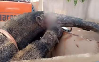 Tamanduá-bandeira é resgatado com queimaduras em incêndio em Itapura