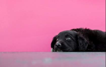 Outubro Rosa Pet: Especialista tira dúvidas sobre o câncer de mama em animais