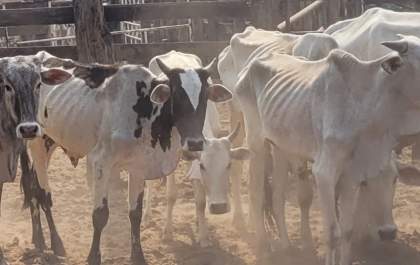 Proprietário rural é multado em R$ 750 mil por maus-tratos a gado bovino