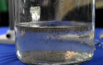 MS registra 15.913 casos confirmados de dengue