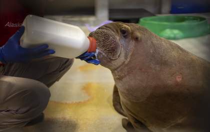 SeaWorld Orlando acolhe filhote de morsa órfã resgatada no Alasca