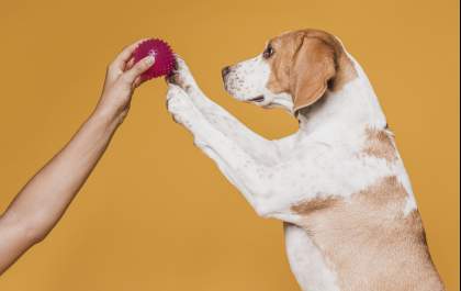 Atividades para estimular o comportamento natural do seu pet