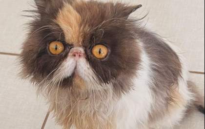 Gata Ceci está desaparecida em Três Lagoas