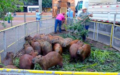 Prefeitura transfere 44 capivaras da Lagoa Maior para o Parque Natural do Pombo