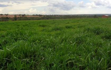 MS tem 4,7 milhões de hectares de pastagens degradadas que podem ser recuperadas