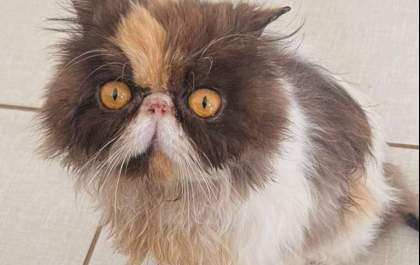 Gatinha Ceci segue desaparecida em Três Lagoas