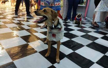 Petiscos ou travessuras: Praça Nova realiza Encontro Pet especial Halloween