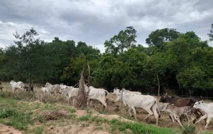 Proprietário de fazenda é multado por crime ambiental