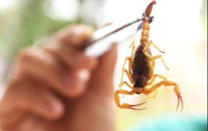 Risco de picada de escorpião aumenta com a chegada das chuvas
