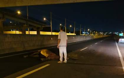 Motociclista fica ferido após bater em equino na Elyeser