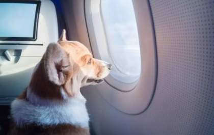 Governo divulgará novas regras para transporte de pets em aviões
