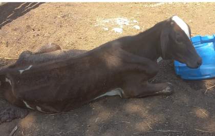 “Operação Impacto” autua proprietário por maus tratos a animais domésticos