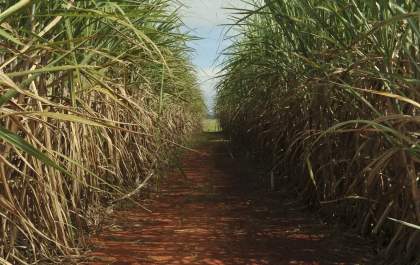 Seca extrema derruba produtividade de cana e usinas antecipam colheita