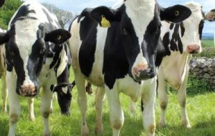 Iagro confirma caso de raiva bovina em MS