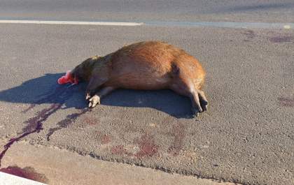 Capivara é atropelada devido à falta de Iluminação e desatenção de motorista