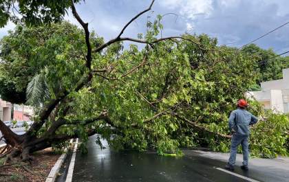 Árvore cai e interdita trânsito na avenida dos Estados