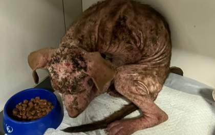Polícia Ambiental aplica multa de R$ 6 mil por maus-tratos a Pit Bull que morreu após resgate