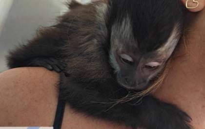 Polícia Ambiental autua morador de Castilho por manter macaco-prego em cativeiro