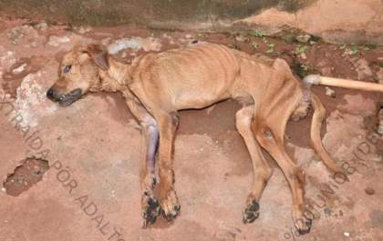 Aumento de casos de maus-tratos a animais na região expõe cenário alarmante