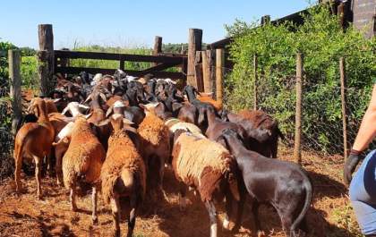 Produtores de ovinos e caprinos terão prazo de um ano para regularizar rebanhos