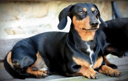 Com criança, evite ter esses cães em casa