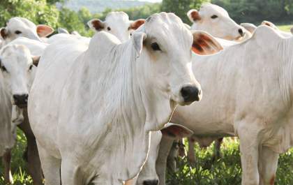 Pecuaristas devem atualizar cadastro de rebanhos na Iagro até final de novembro