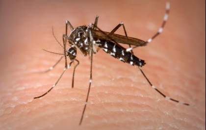 Prefeitura de Três Lagoas alerta para aumento de casos de dengue e chikungunya com o início do período de chuvas