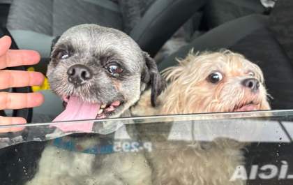 Homem é preso após enforcar cão, gravar imagens e mandar para a esposa