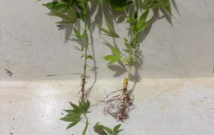 Força Tática surpreende homem cultivando maconha em residência