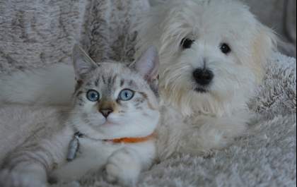 Castração de pets é medida preventiva contra doenças hormonais
