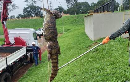 Jacaré é resgatado na Estação de Tratamento de Esgoto de Araçatuba