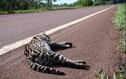 Jaguatirica morre atropelada em trecho da BR-060