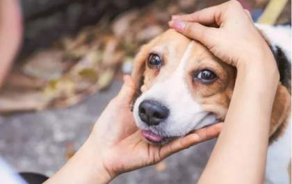 Campanha Dezembro Verde combate o abandono de animais e conscientiza sobre adoção consciente