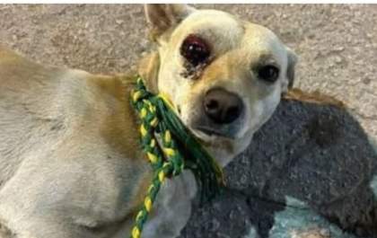 GOLPE: Cachorro de rua espancado que precisa de cirurgia é novo golpe na cidade