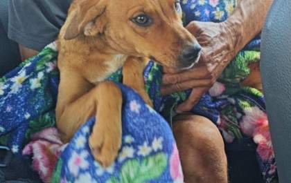 Homem é multado por maus-tratos a cachorro atingido por disparo de arma de fogo