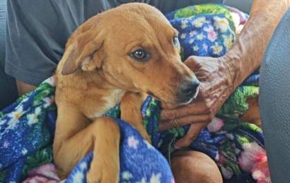 Homem é detido por maus-tratos após atirar em cão com arma de pressão