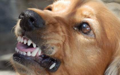 Como identificar e agir aos comportamentos reativos dos cães