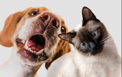 Pets terão carteira de identidade nacional a partir de 2025