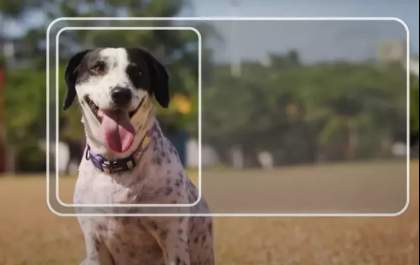 Carteira nacional para pets chega a MS para facilitar controle e a proteção animal
