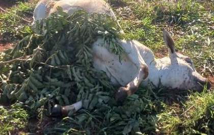 Animais são abatidos e carnes nobres furtadas em fazenda de Três Lagoas