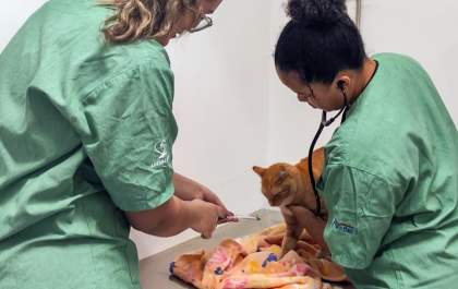 Clínica Meu Pet atende quase 11 mil animais gratuitamente em 2024