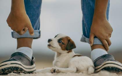 Brincadeiras que aproximam crianças e pets durante as férias