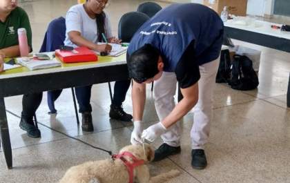 Plantão de encoleiramento de animais contra a leishmaniose é realizado até dia 25