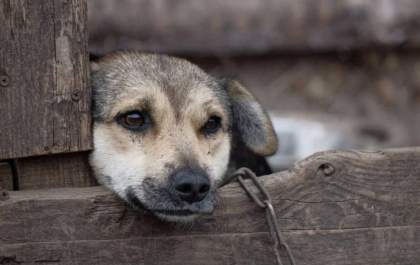 Crimes de maus-tratos a animais em MS podem ser denunciados pela Delegacia Virtual