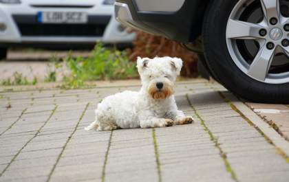 Urina de cães pode comprometer componentes do automóvel