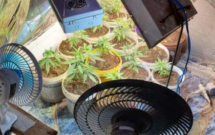 PM encontra estufa para cultivo de maconha durante ocorrência de tráfico em Brejo Alegre
